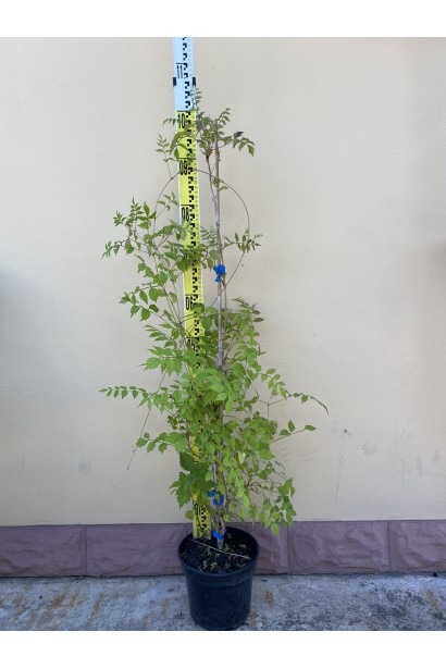 Кампсис укориняющийся Фламенко - 3л/вис.100-120см/Ø15-20см